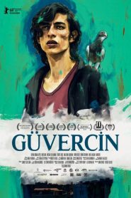 Güvercin izle yerli